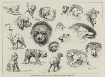 Exposition de chiens de troupeaux au marché aux bestiaux métropolitain - Louis Wain